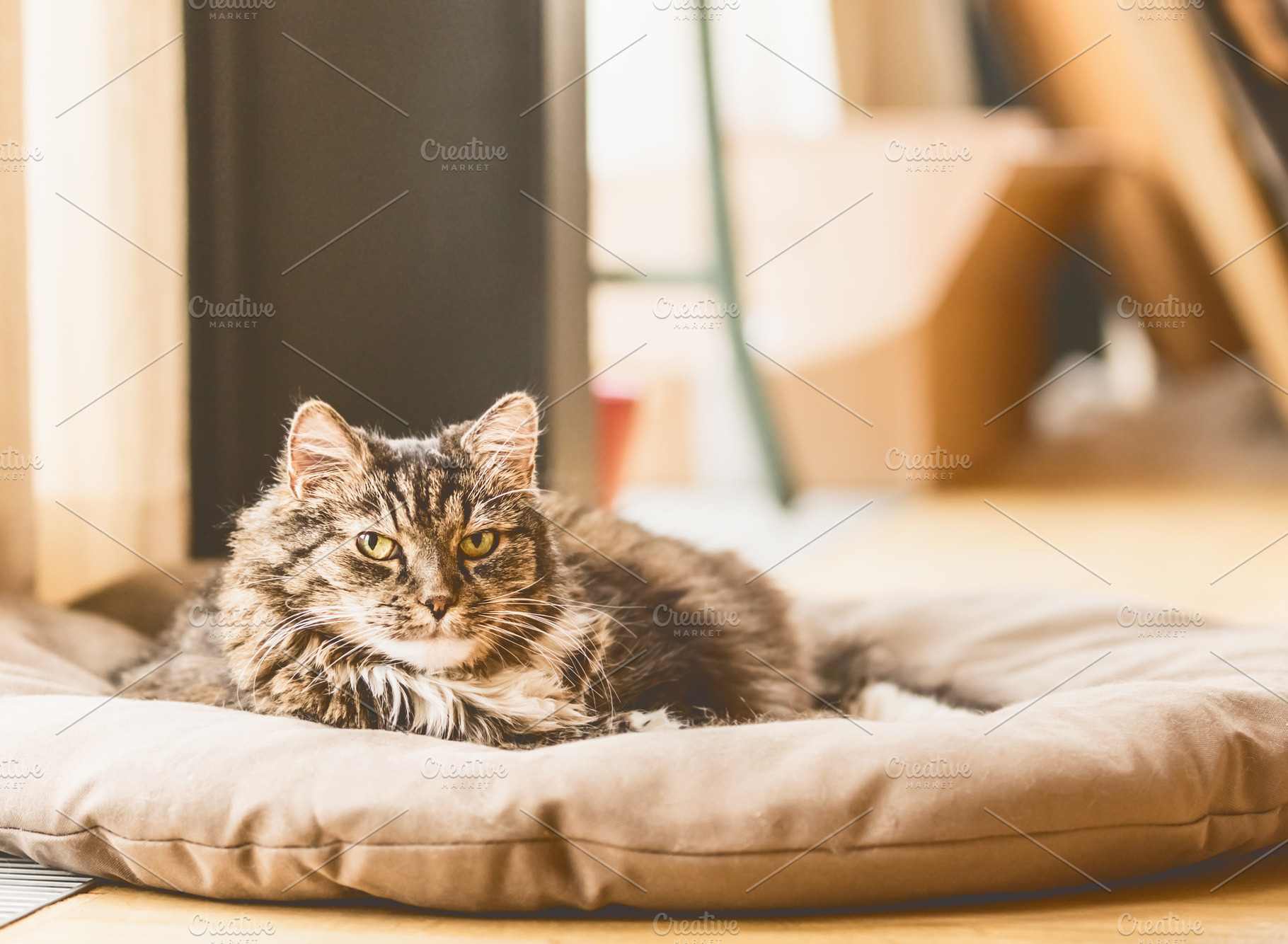 Fluffy cat lies on litter on floor featuring cray, fluffy, and cat, an Animal Photo by VICUSCHKA