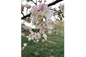 Close-up of blooming apple tree, a Photo by tilialucida