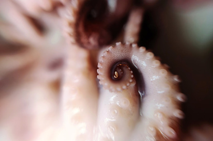 Octopus feeler seafood macro photo