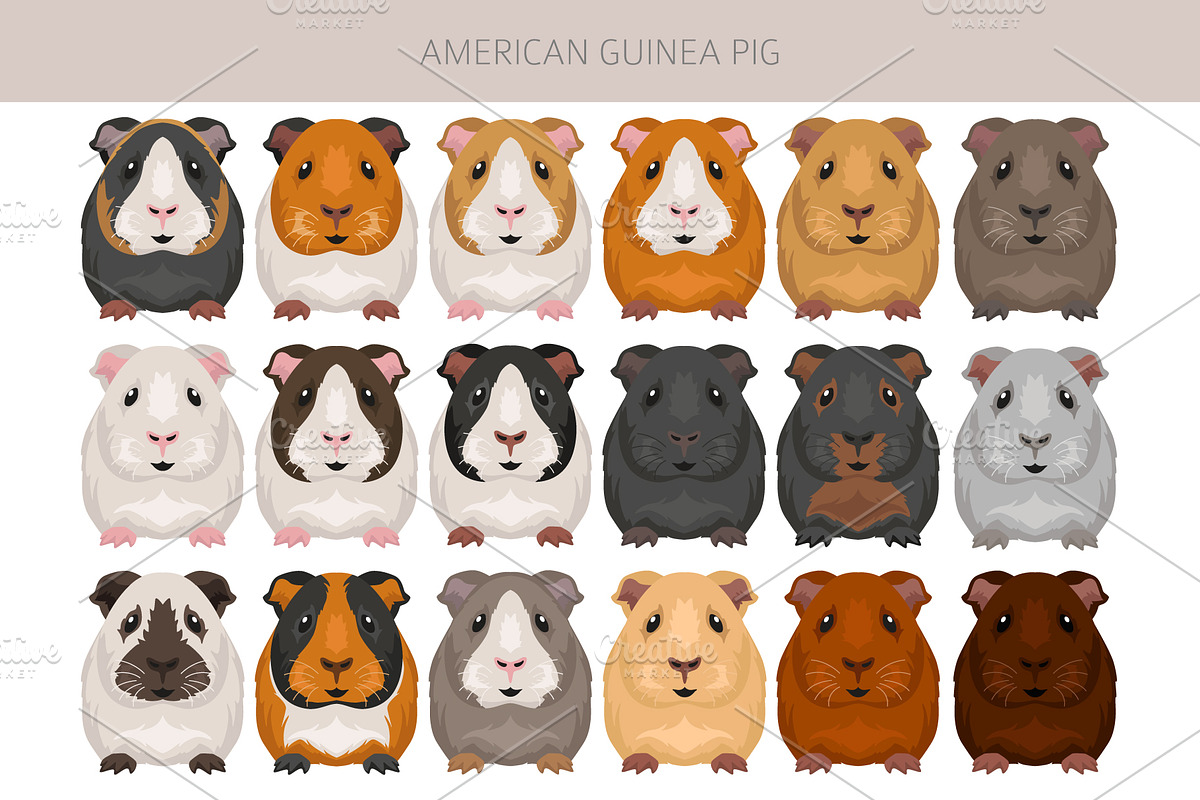 American Guinea Pig clipart, an Animal Illustration by pet design shop (Photo 4 of 5)