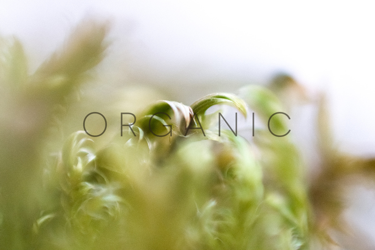 Organic | 20 Botanical Photos, a Nature Photo by Melanie Helena (Photo 8 of 20)