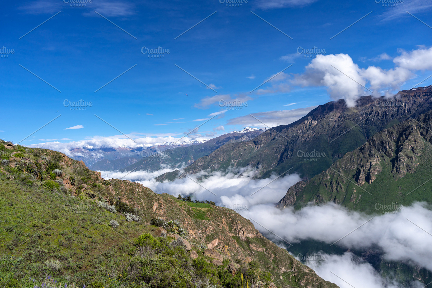 Condor flying in Colca Canyon with a clear blue sky, Peru, a Nature Photo by GoodGoods