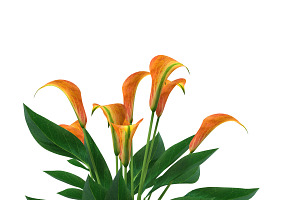 Calla Lily Orange