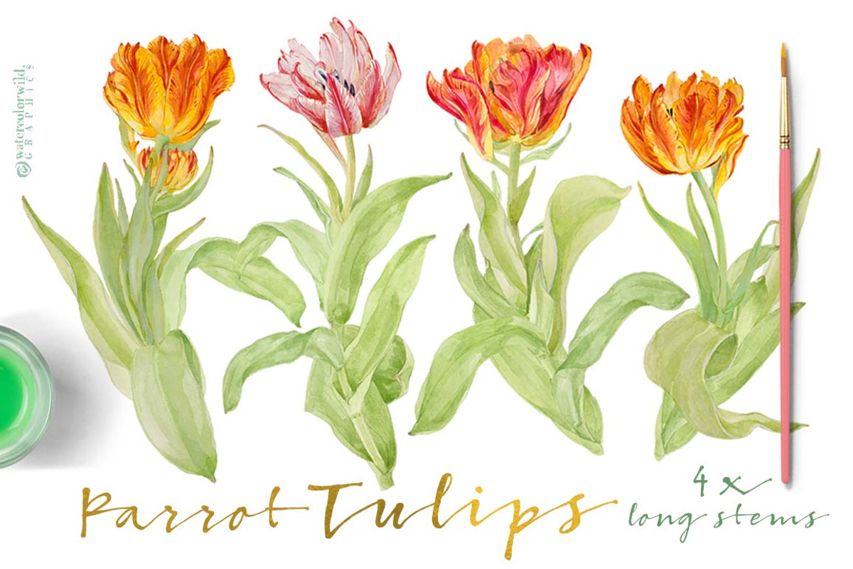 Vintage Parrot Tulips-Clipart set, an Illustration by watercolorwild.graphics (Photo 5 of 6)