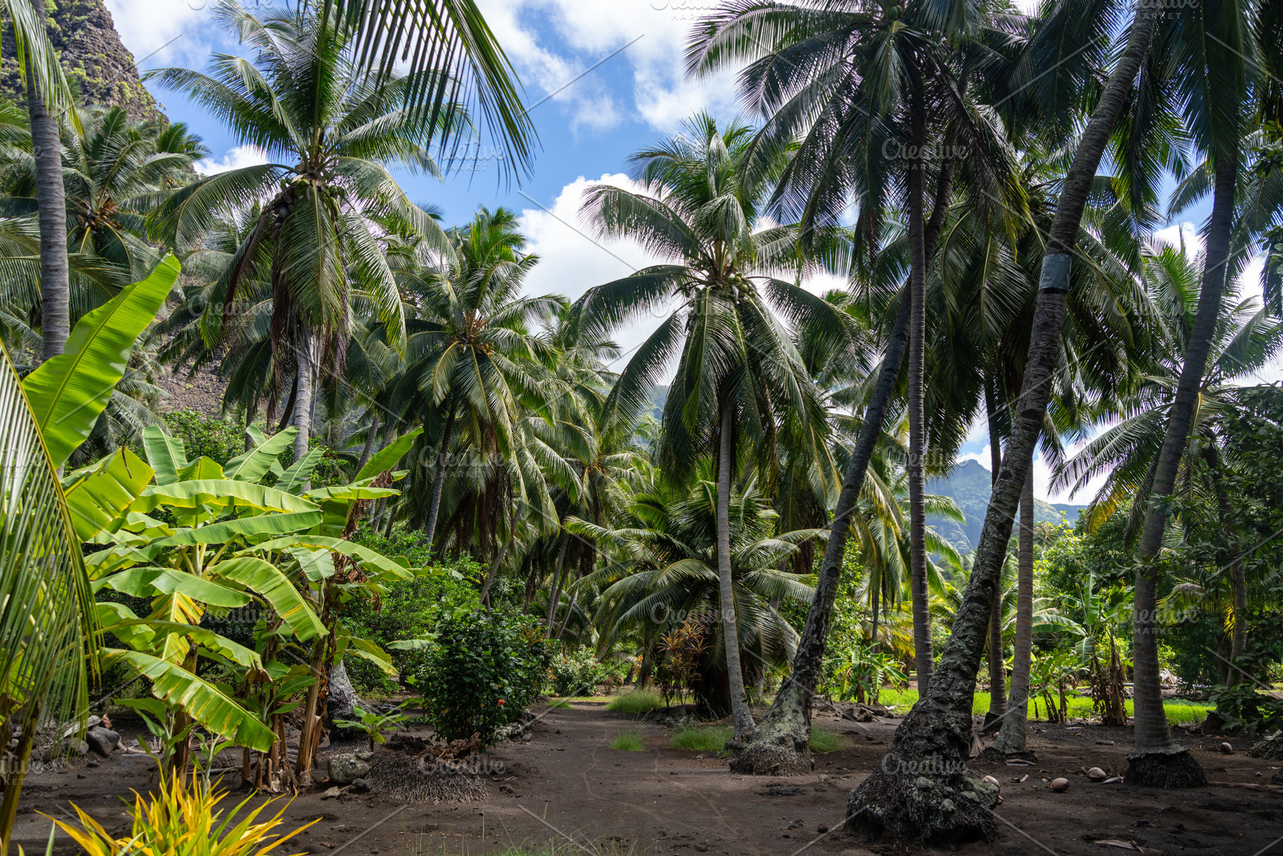 Lush tropical trail to Vaipo waterfall, Hakaui Valley, Nuku Hiva, a Nature Photo by GoodGoods
