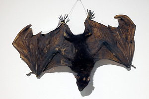 Taxidermy - Flying fox bat with wings spread and hanging upside, an Animal Photo by Bepslabor