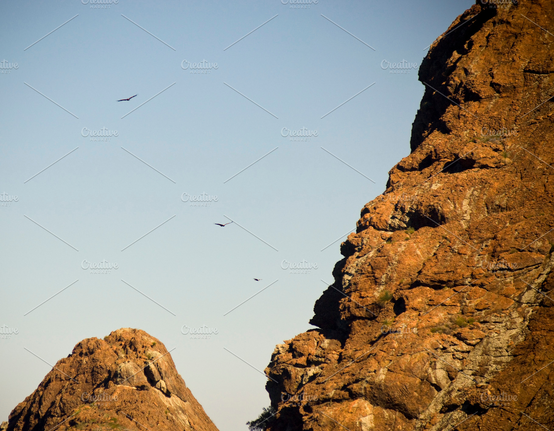Soaring Eagles, a Nature Photo by THP Creative