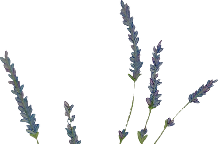 Lavander