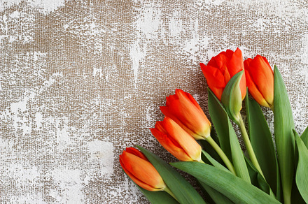 Redyellow tulips on a light background spring  poster with free text space