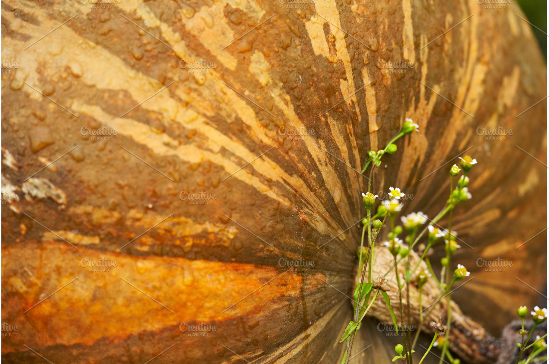 Striped Pumpkin with Tiny Flowers, a Food & Drink Photo by Rohan Photography