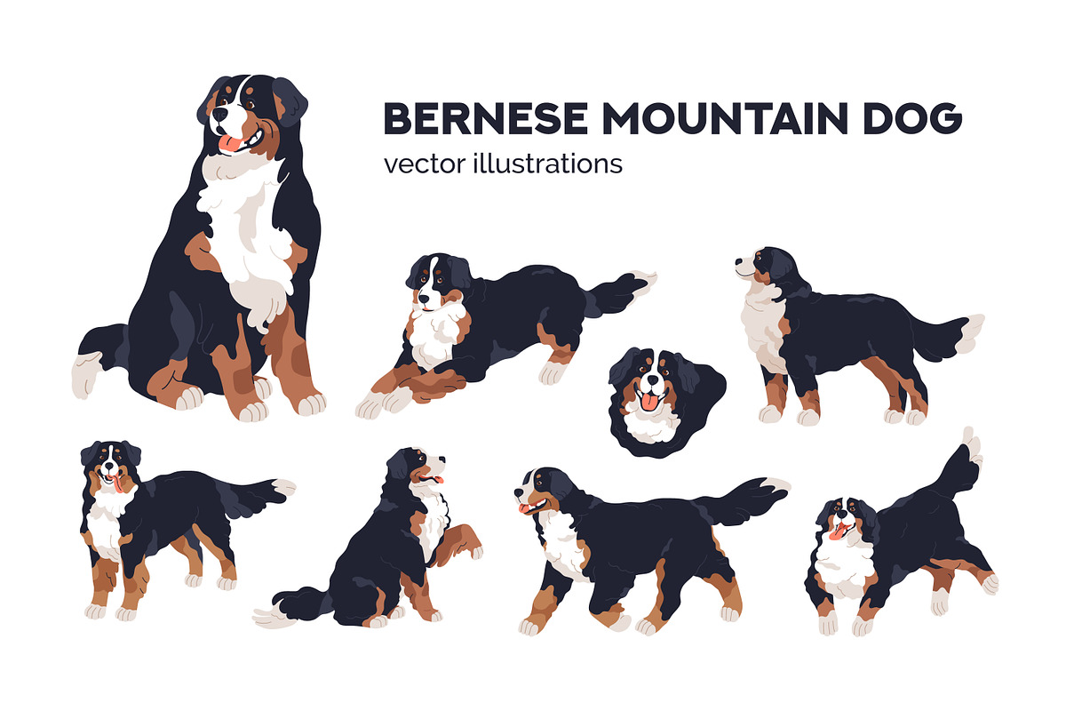 Cute bernese mountain dog set, an Animal Illustration by Good Studio (Photo 1 of 6)