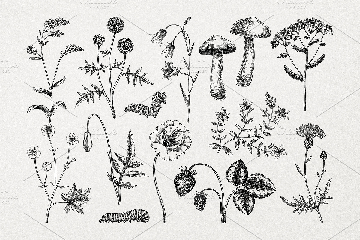 Vector Animals & Summer Flowers Set, a Seasonal Illustration by Yevheniia (Photo 3 of 14)