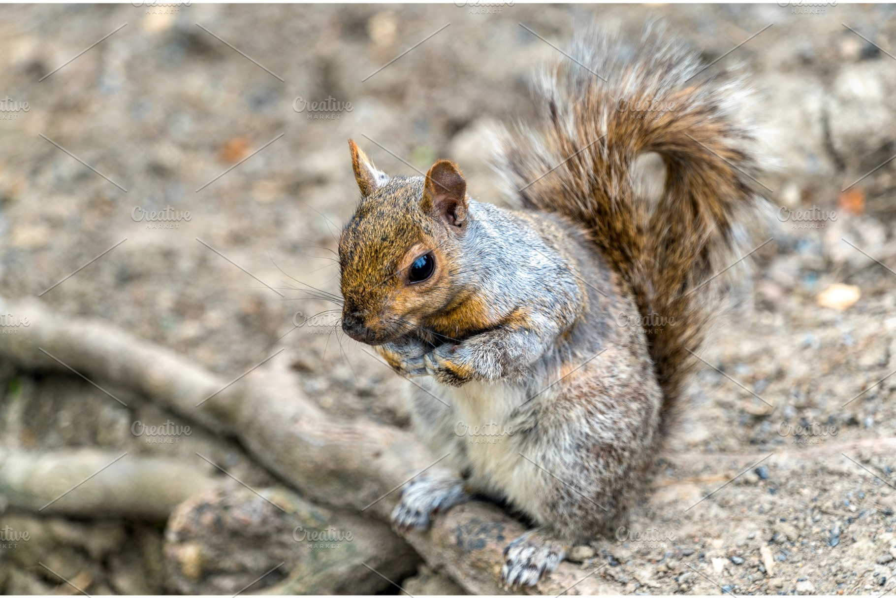 Eastern gray squirrel in montreal quebec canada stock photo containing, an Animal Photo by Leonid Andronov