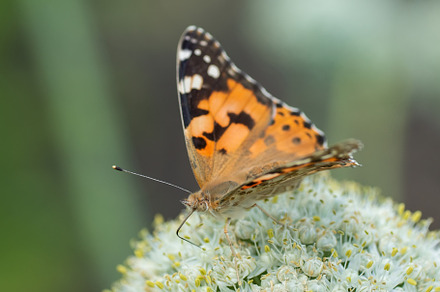 Butterfly on blossom flower in green, an Animal Photo by AlexBush