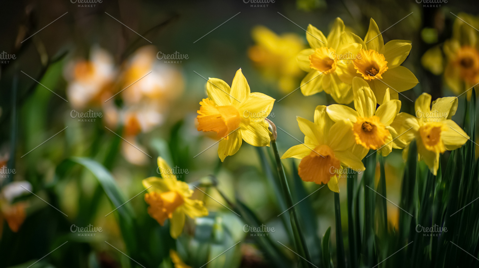 Yellow daffodils blooming in a spring garden, sunny nature scene, a Photo by Studio ANNA