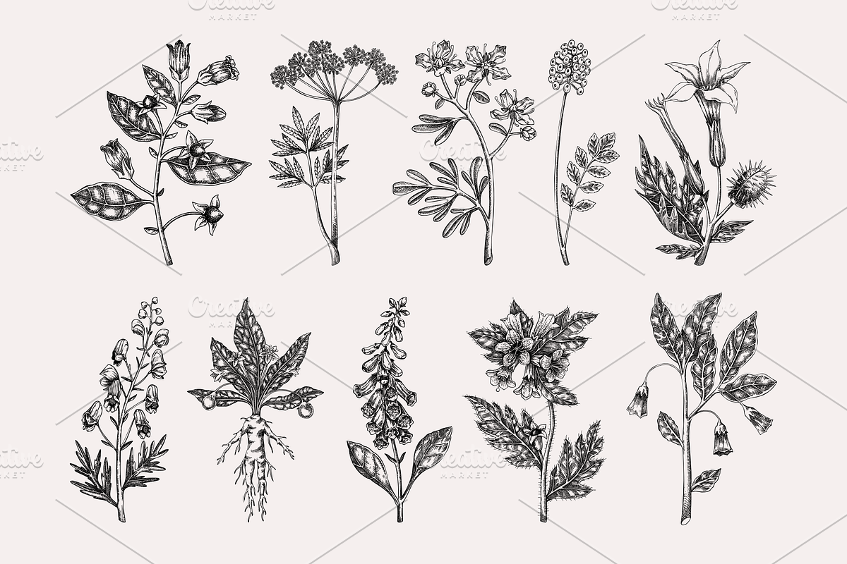 Poisonous Plant Vector Illustrations, an Object Graphic by Yevheniia (Photo 3 of 11)