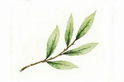 Olive Oil Watercolor Clipart Bundle, an Illustration by BIPLOB EXPERT (Thumbnail 13 of 13)