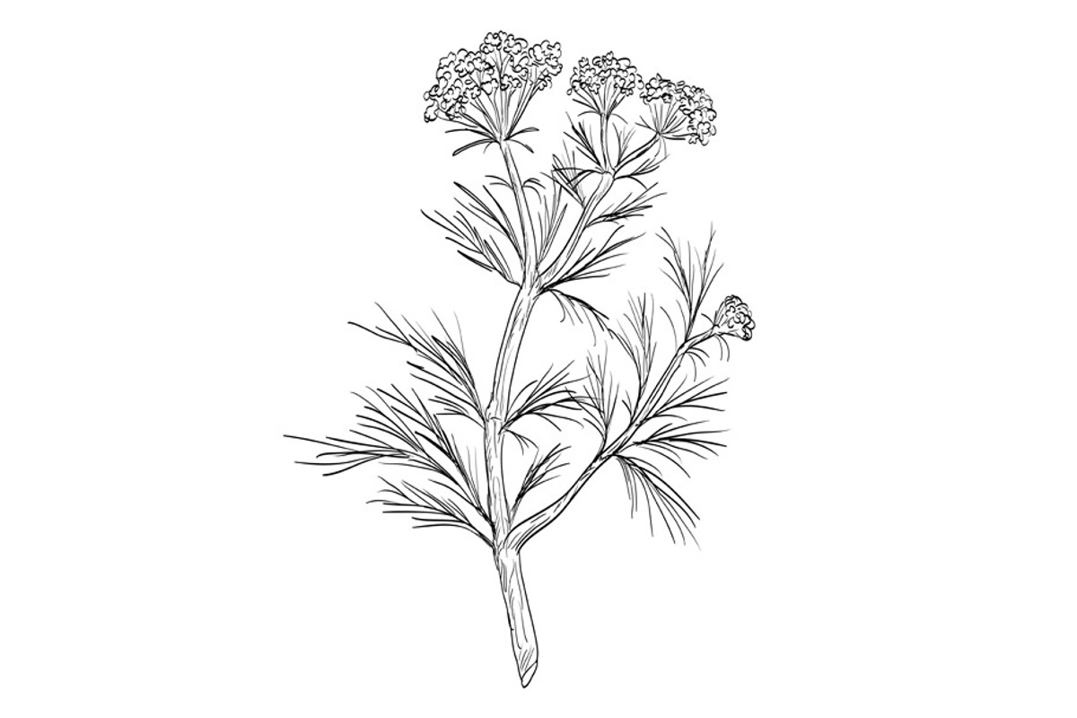 Cumin or Cuminum Cyminum Drawing, an Illustration by patrimonio
