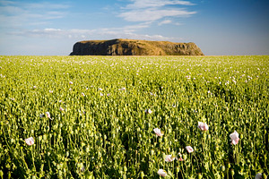 Poppy Field, a Nature Photo by THP Creative