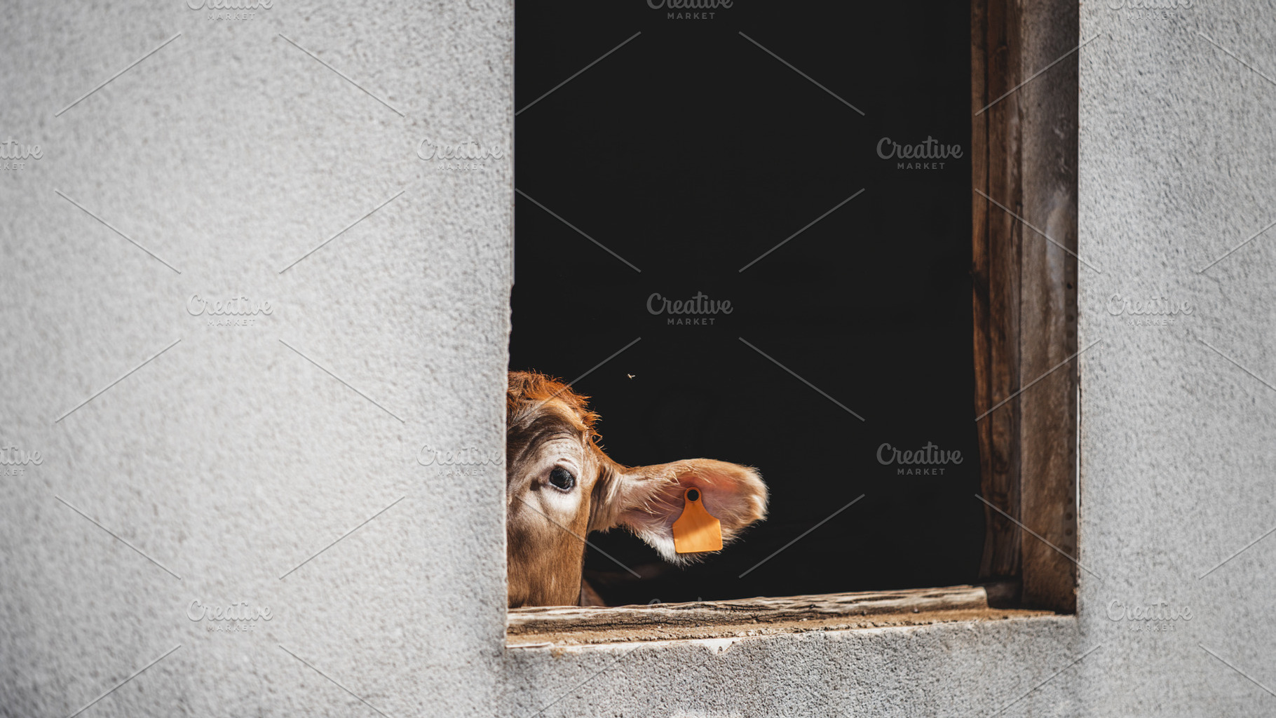 Cow peeking through window hole, an Animal Photo by SkyNext