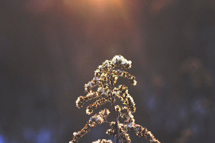 Sunkissed Containing Plants Nature And Outdoors preview 6