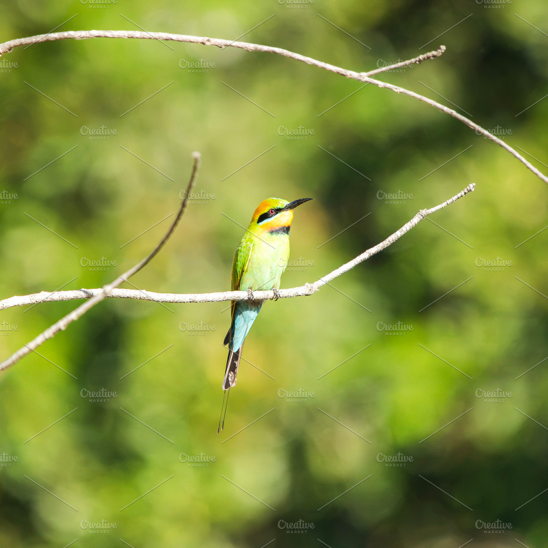 Rainbow Bee-eater, an Animal Photo by Rob D Animal Photography