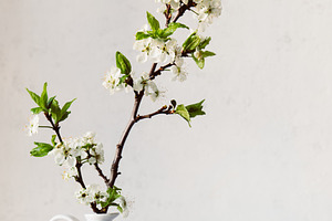 Branch of cherry blossom in white va, a Nature Photo by Edalin's Store