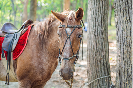 Horse's white eye. A horse is tied, a Nature Photo by Elizaveta Galitskaya