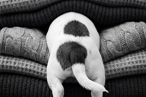 Puppy Hiding in Stack of Sweaters, an Animal Photo by Virgo Studio