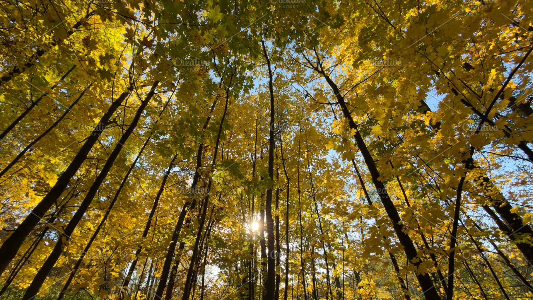 A view of tall trees with vibrant yellow leaves against a blue sky, sunlight fi, a Nature Photo by Textures & Backgrounds