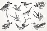 Hand Drawn Illustrations of Birds, an Animal Illustration by Franzi draws (Thumbnail 2 of 5)