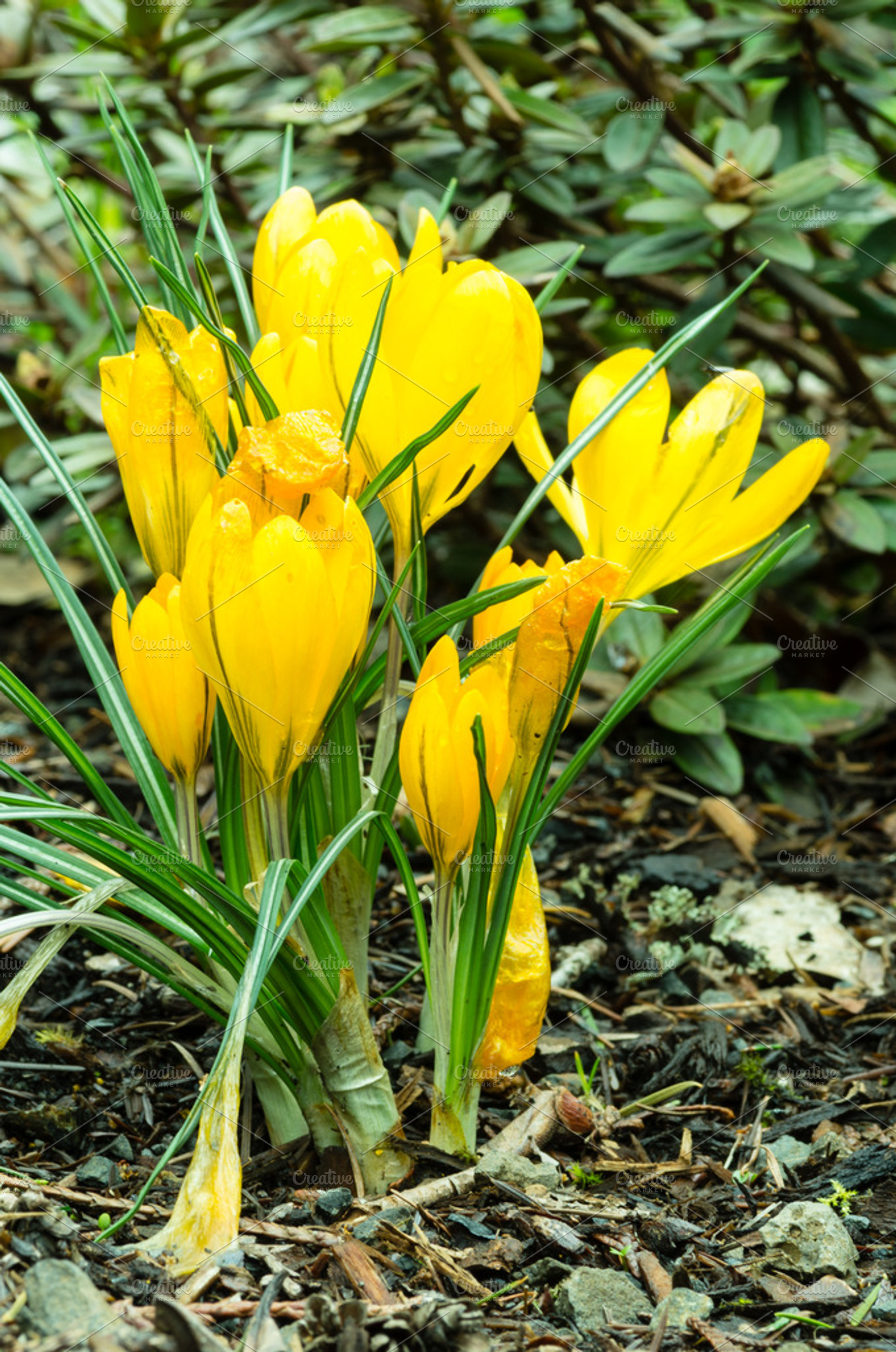 Yellow crocus flowers stock photo containing floraplant and plants, a Nature Photo by Zigzag Mountain Art