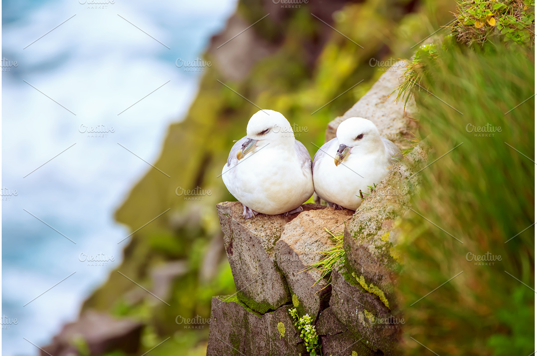 Couple of Northern Fulmar, Fulmarus, an Animal Photo by Nature and travel
