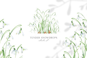 Snowdrops botanical illustration