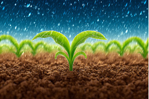 A farmer's hand waters a young plant, a Nature Photo by ZinetroN