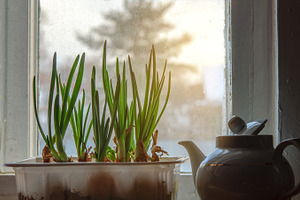 Green onion at windowsill
