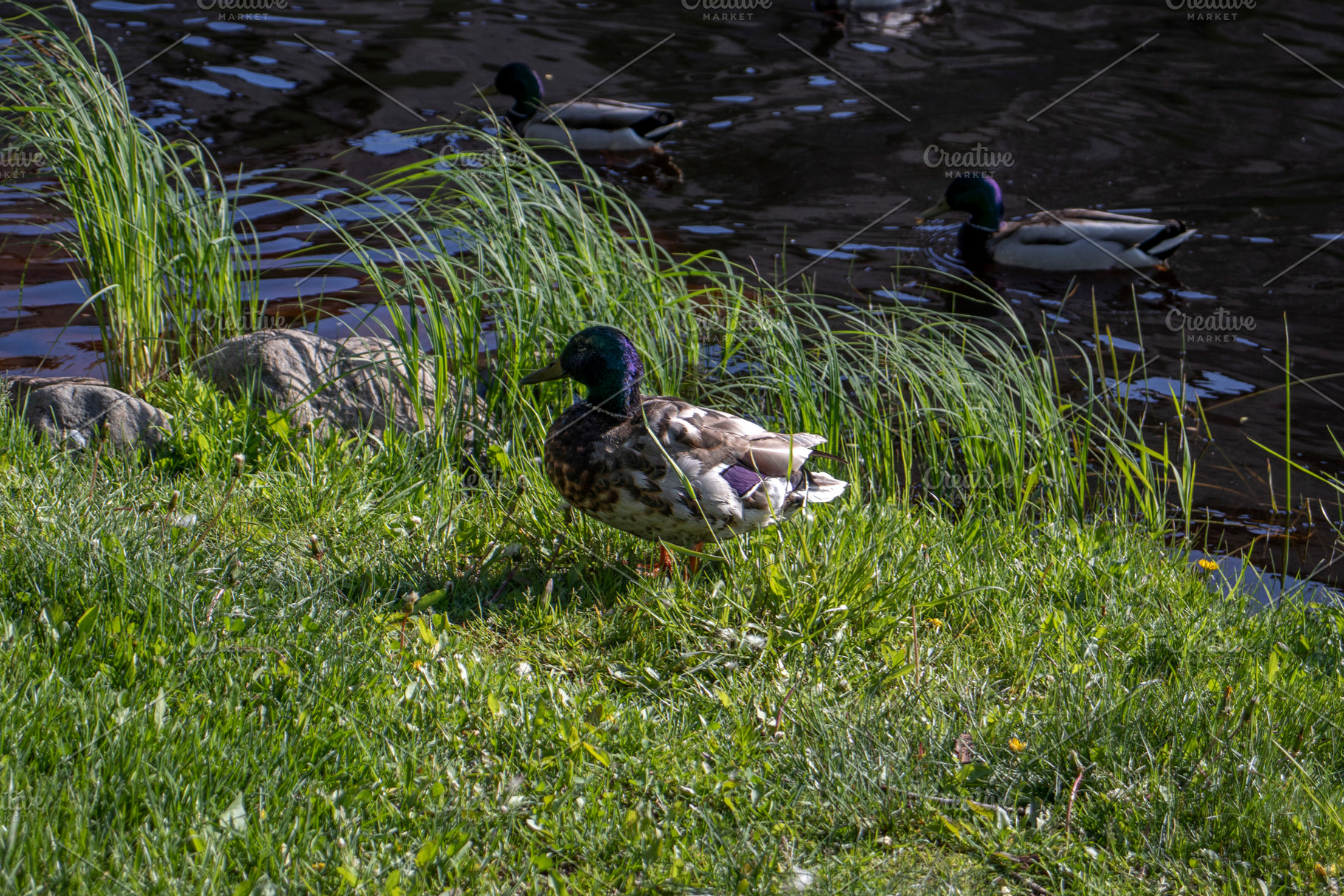 A mallard drake on the bank, an Animal Photo by Schreibikus