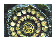 Muit Co · Retro Fruit Mandalas, a Food Illustration by milatovar (Thumbnail 21 of 22)