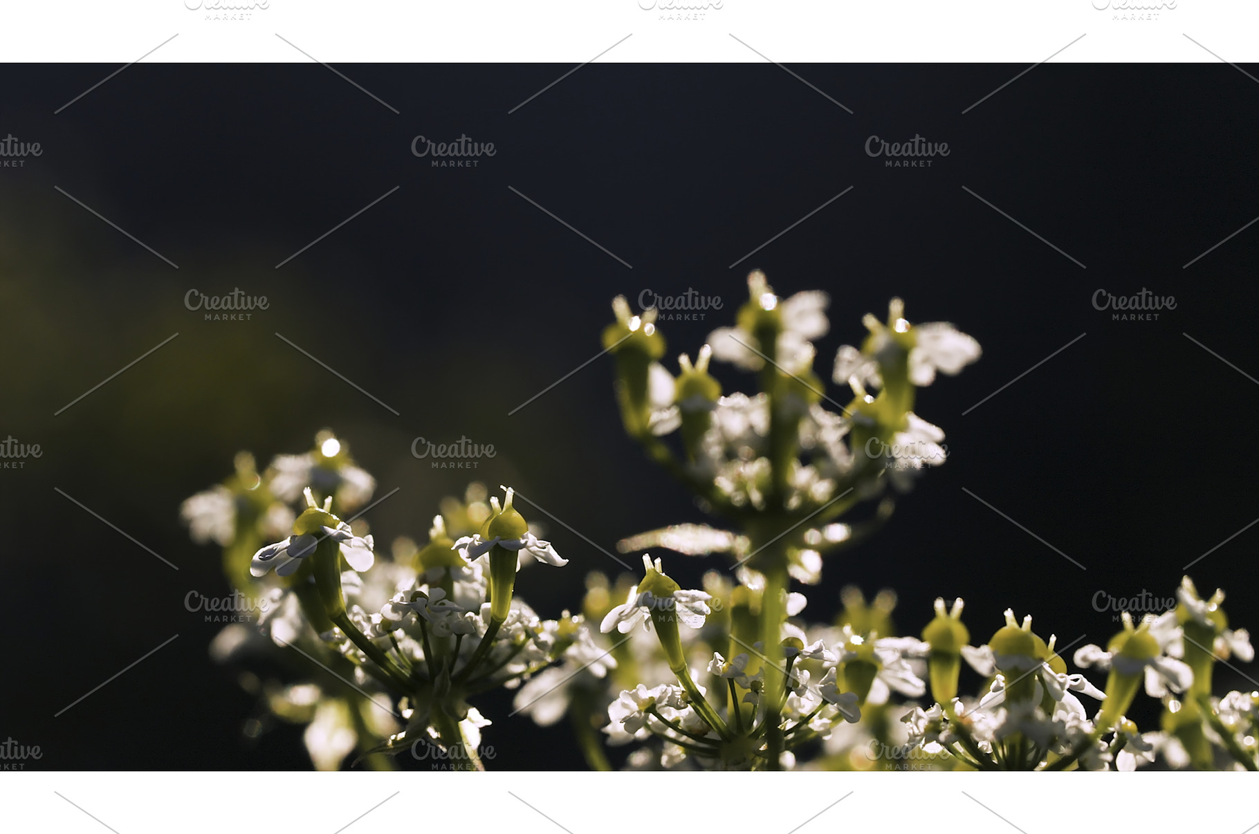 Close-up of beautiful meadow flowers, a Nature Photo by Media Whale Stock