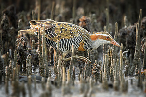 Buff-banded Rail, an Animal Photo by Rob D Animal Photography