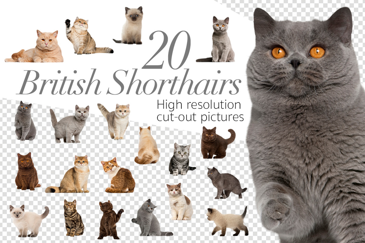 20 British Shorthairs Cut-out Pics, an Object Graphic by Life on