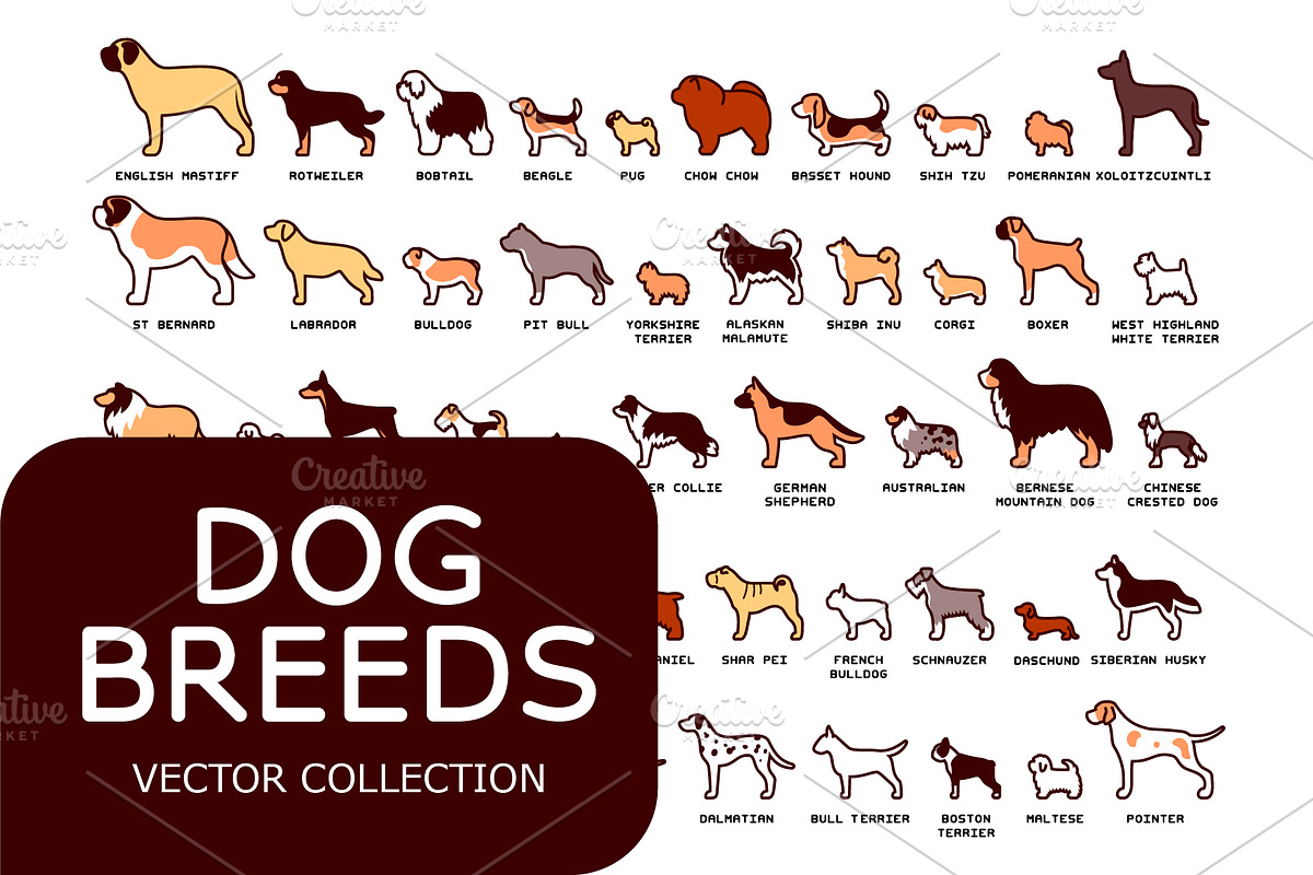 Dog Breeds Vector Pack, an Education Illustration by Andres M Rodriguez (Photo 1 of 3)