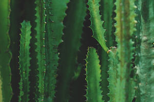 Minimalist Spiky Cactus Portrait, a Nature Photo by René Jordaan Photography