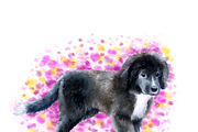 Watercolor Dogs Mega Big Bundle, an Illustration by Dneprstock (Thumbnail 48 of 60)