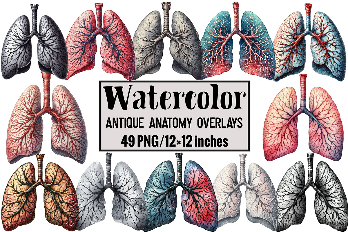 Antique Anatomy Overlays, an Illustration by Design Market (Photo 1 of 3)
