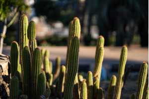 Desert cactus plants standing tall, a Nature Photo by volodymyrshtun13795