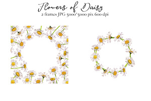 Flowers Of Daisy