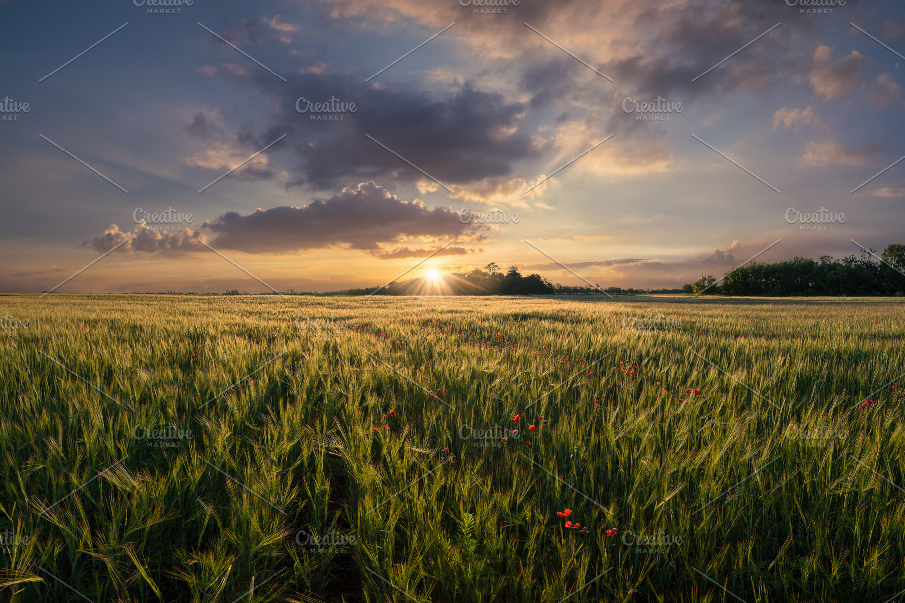 Sunny wheat field and flowers containing wheat, field, and agricultural, a Nature Photo by firewings