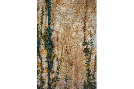 Old stone texture with ivy plants., an Architecture Photo by Sergey Mironov's store