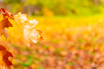 Autumn leaves in autumn park, a Nature Photo by Vapi